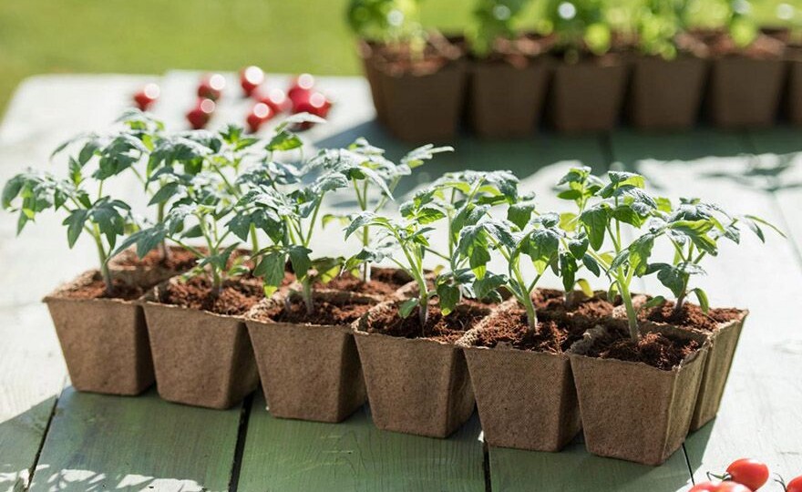 Когда сажать рассаду помидоров в 2026 году по лунному календарю