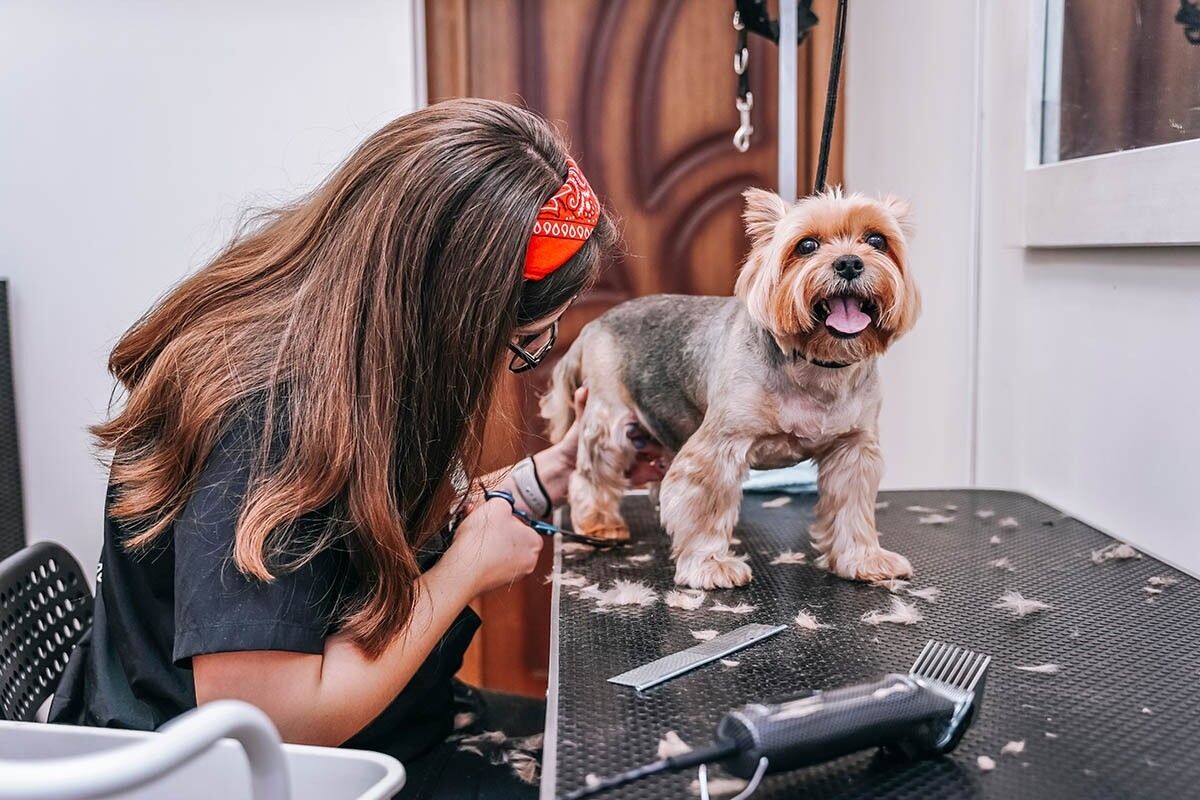 Стоимость груминга в среднем варьируется от 1300 до 3500 рублей. Источник: Julia Suhareva / Shutterstock / FOTODOM📷
