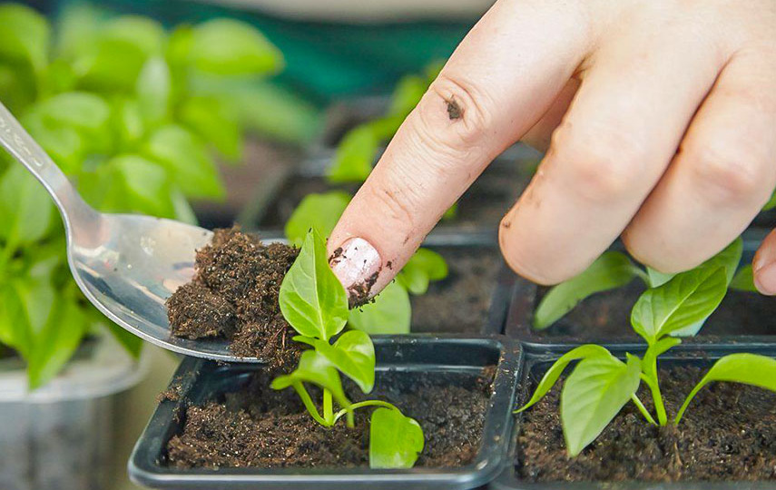 Когда сажать рассаду перцев в 2026 году по лунному календарю