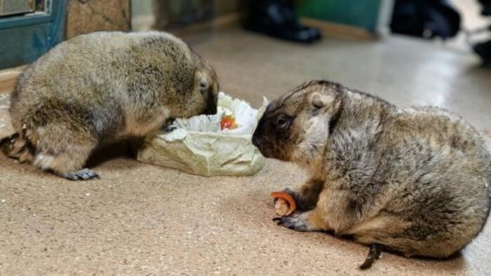 Иллюстрация: Тульский экзотариум/ vk.com