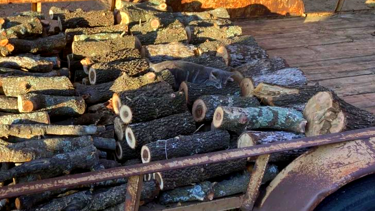 Видите кота? Если нет - ответ смотрите здесь --->>