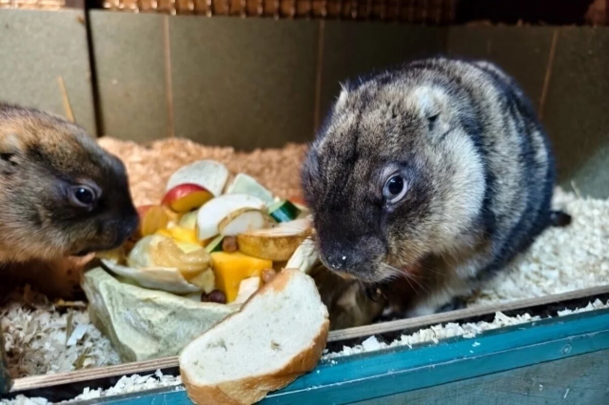    Тульские сурки разошлись во мнениях относительно прихода весны