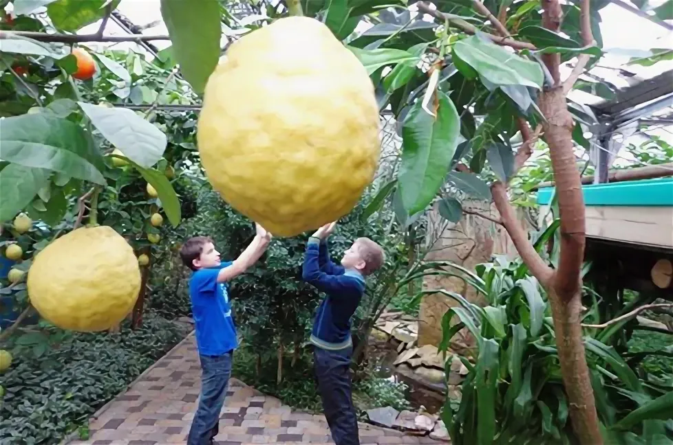 Фото из лимонария в Саратове