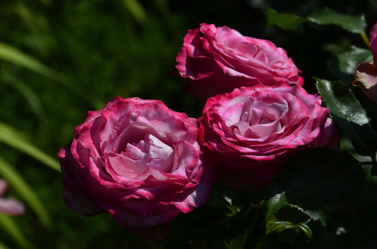 Роза Дип вотер.