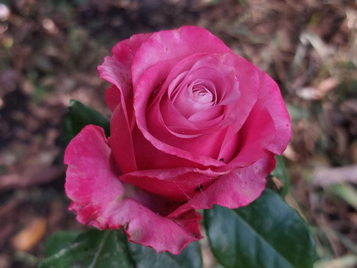 Осенний цветок.