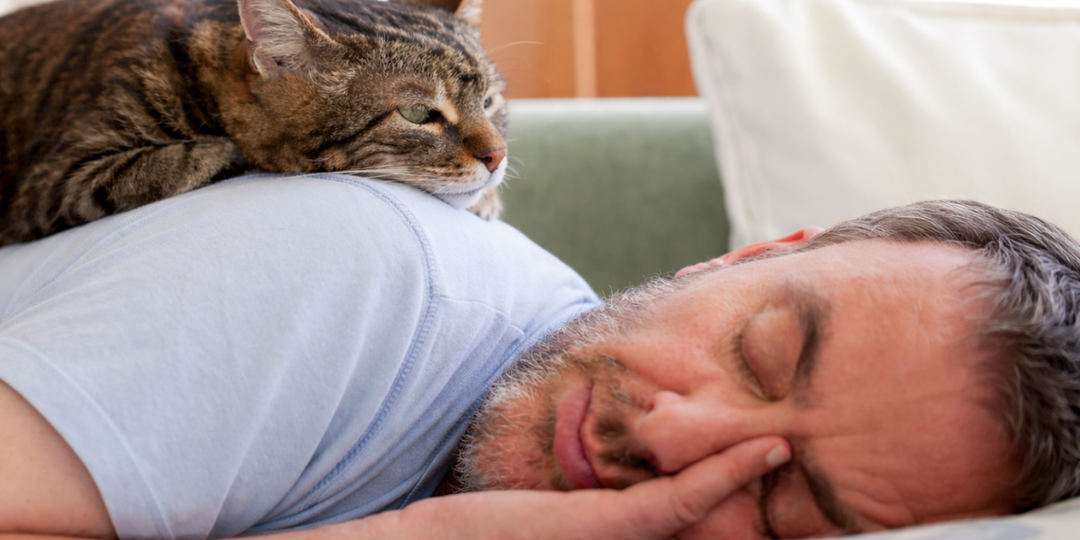 Понимает ли кошка, что вы спите: как она «считывает» вас ночью