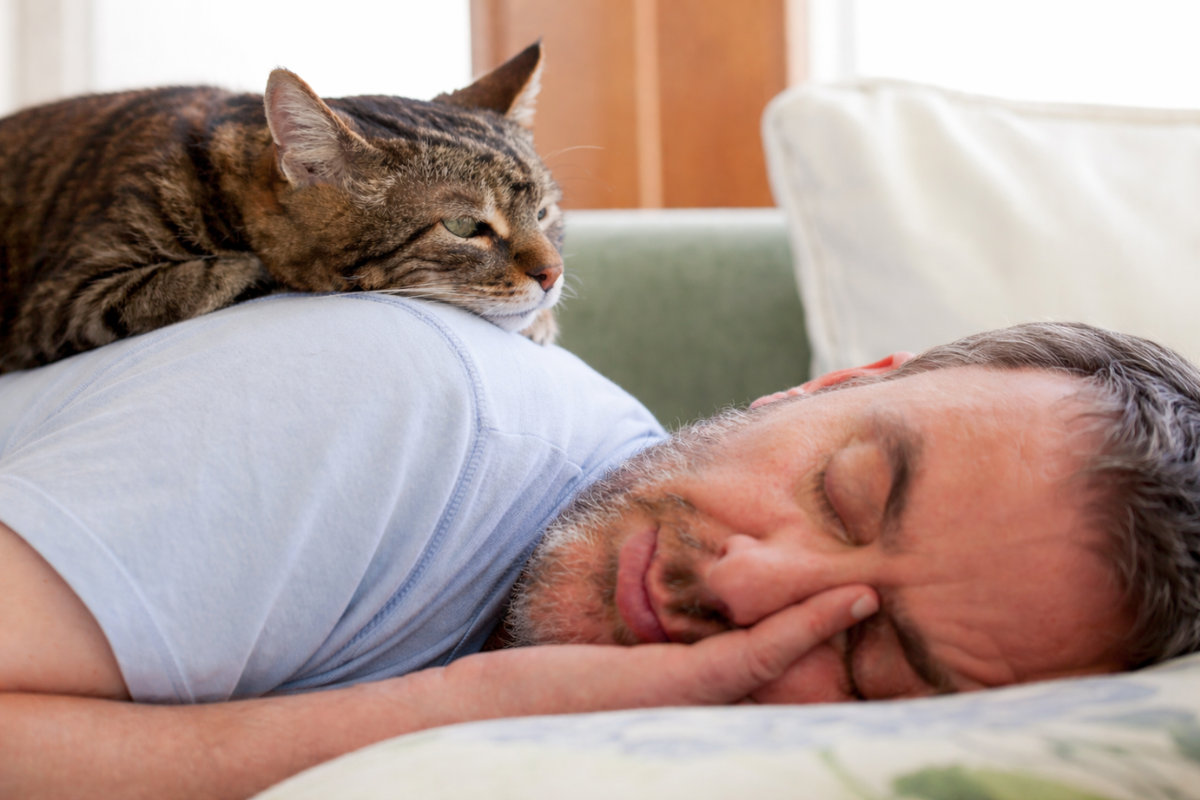 Понимает ли кошка, что человек спит