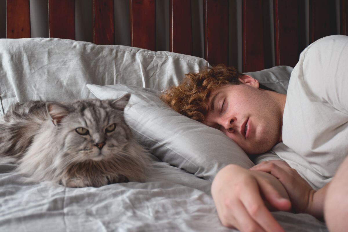 Кот рядом со спящим хозяином 