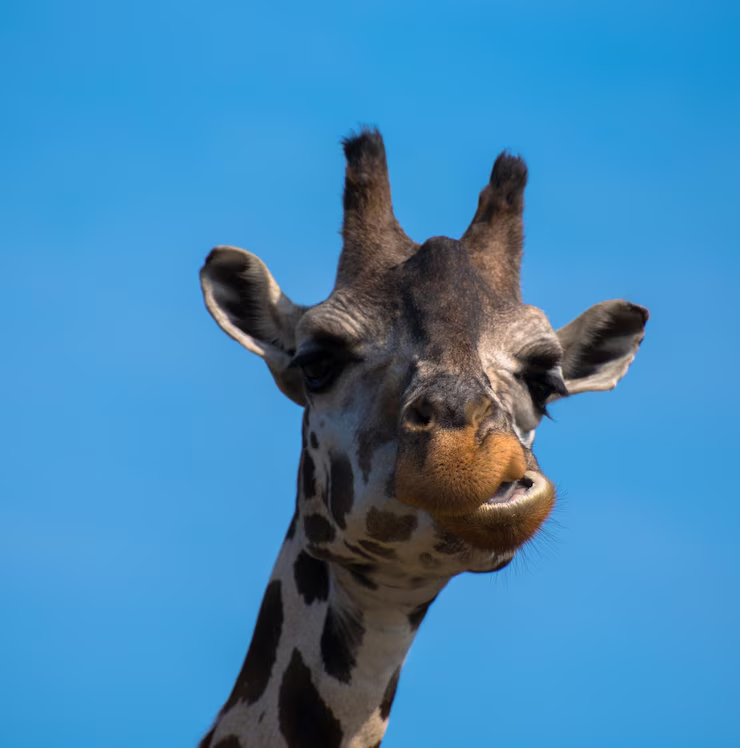 19 забавных фактов о жирафах