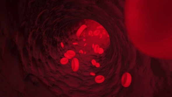 Кровь человека: состав, функции и клиническое значение