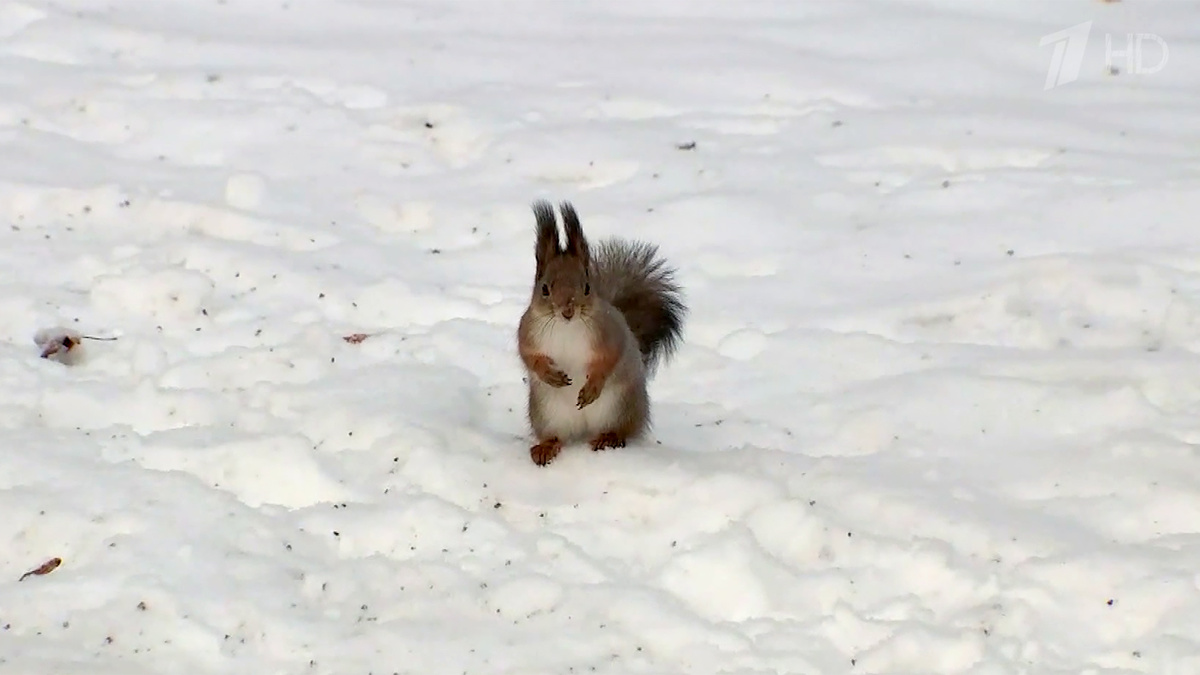    Первый канал
