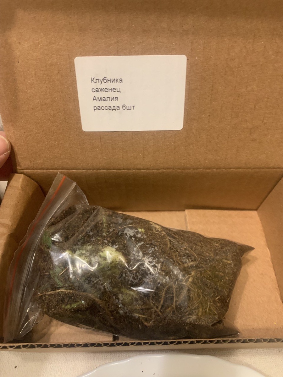 27.декабря 2025года