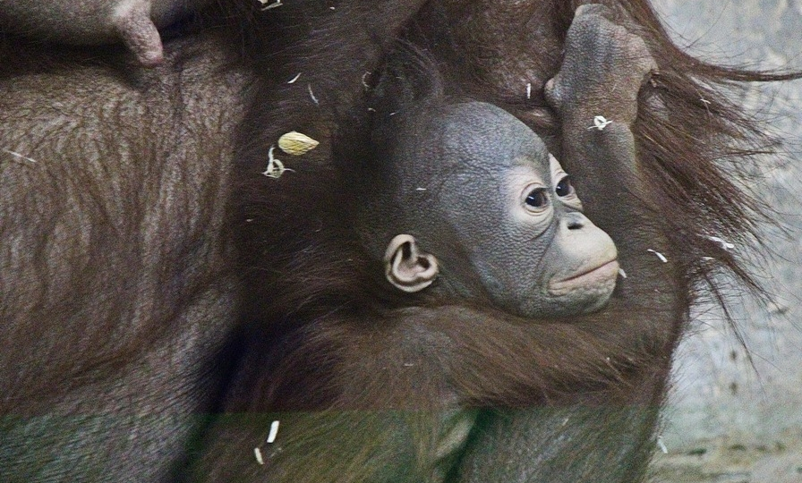 Дочке орангутанов Мишель и Бату - Бушель 6 месяцев.
