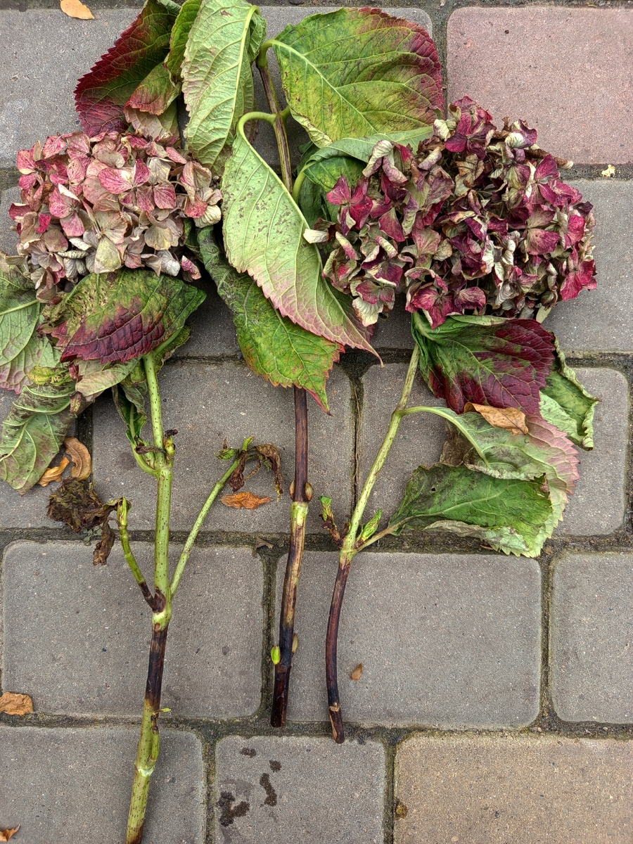 Вот такие замученные они были 🥺