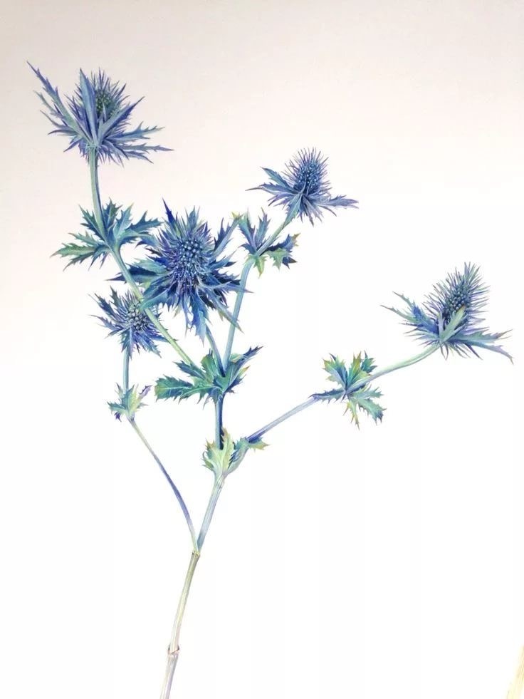 Фото из открытых источников в сети