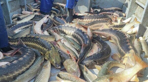    © Официальный канал Всероссийского НИИ рыбного хозяйства и океанографии (ВНИРО)