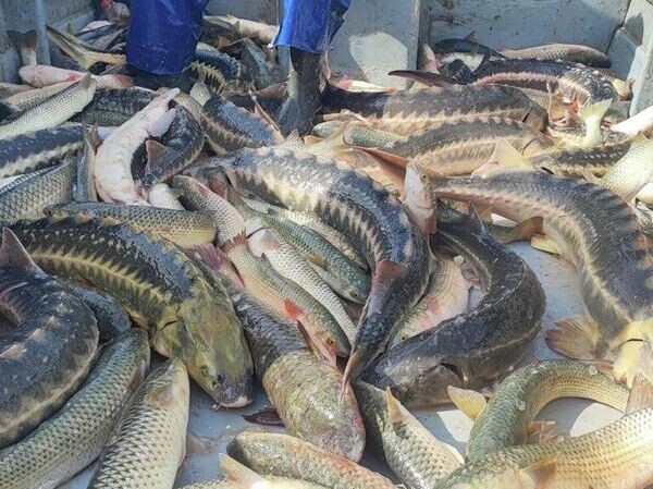 Азовское море может стать главным морем для русского осетра