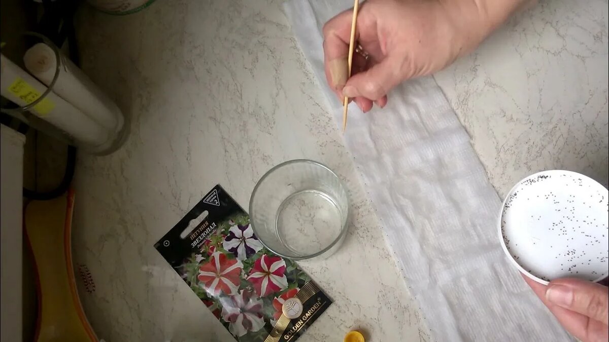 посев петуний