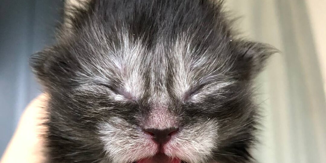 Почему так выросла средняя продолжительность жизни кошки?