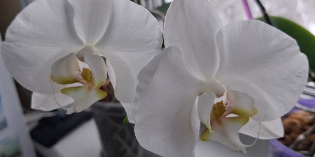 Что же им все-таки нужно? Револьверное цветение орхидей: норма или исключение из общего правила?