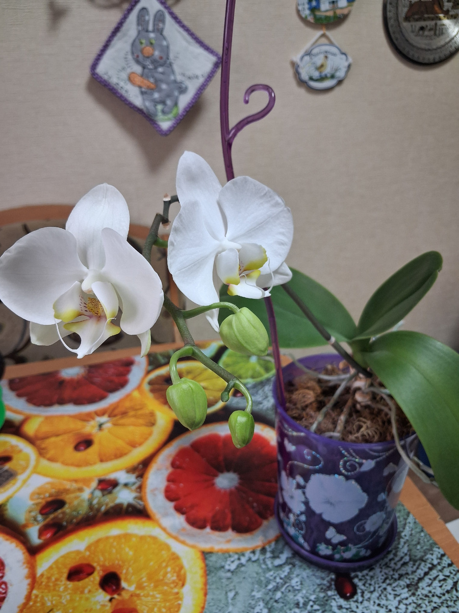 Белая орхидея. Имеет цветение револьверного типа. Фото автора. 