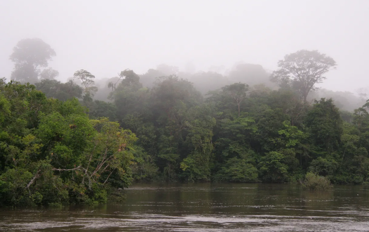Джунгли в Суринаме действительно беспощадные