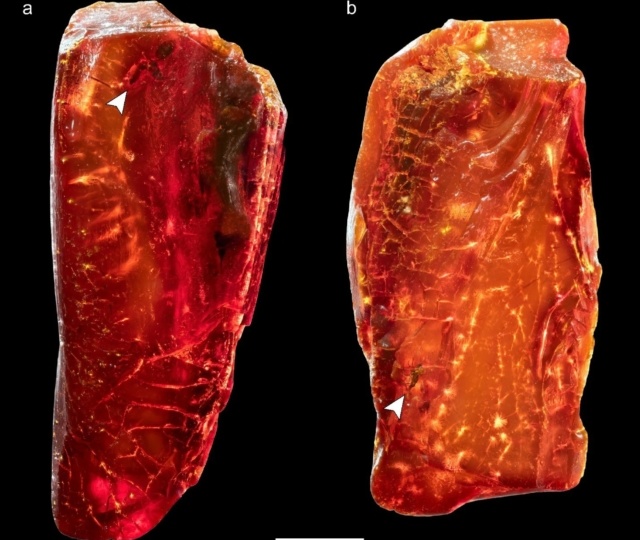 Янтарь Гёте заговорил спустя миллионы лет: в коллекции поэта раскрыта научная сенсация