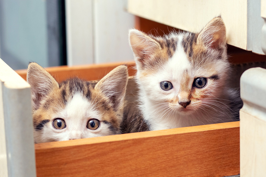    Shutterstock/FOTODOM