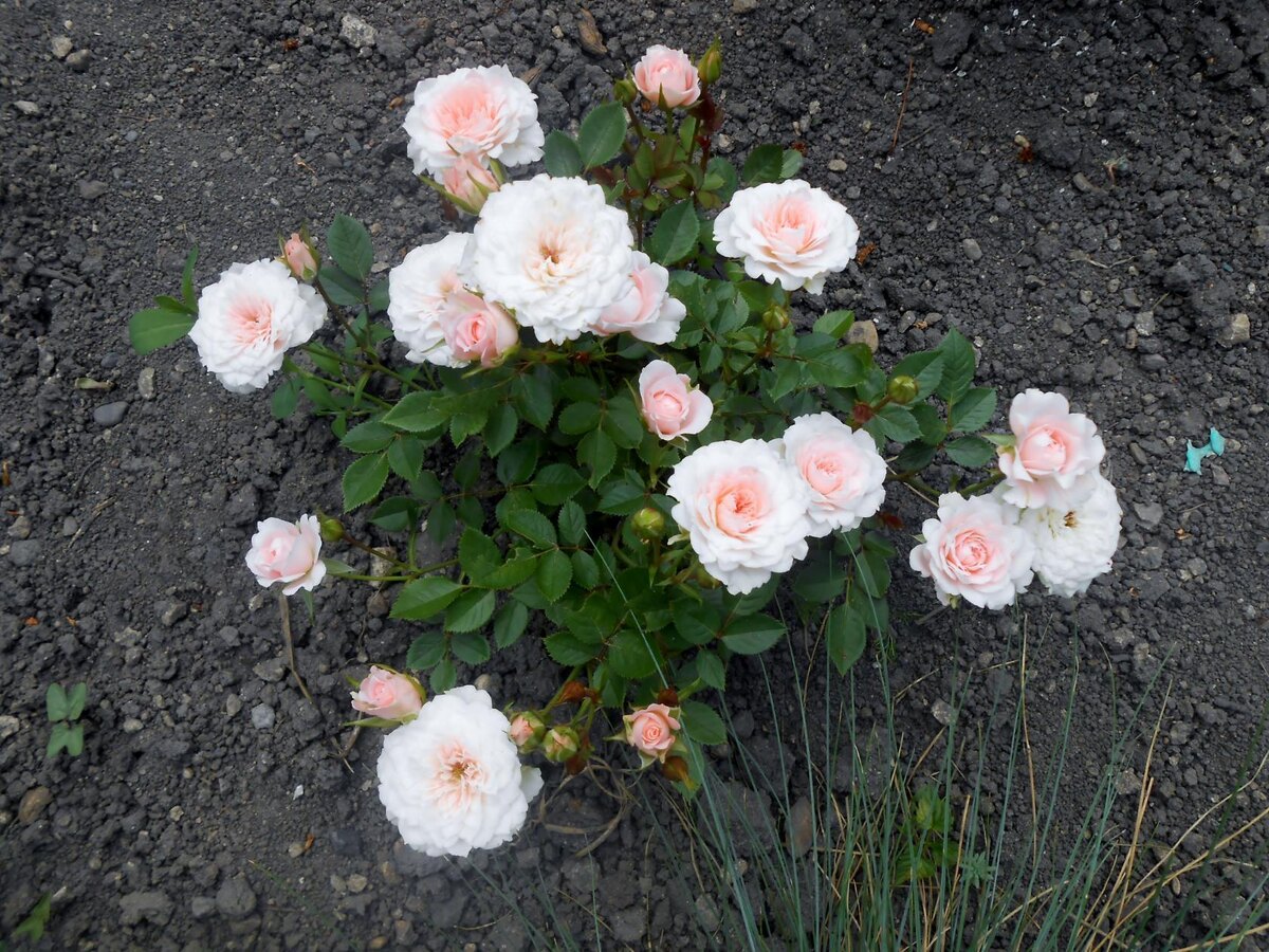 В первый год после посадки 3 фото