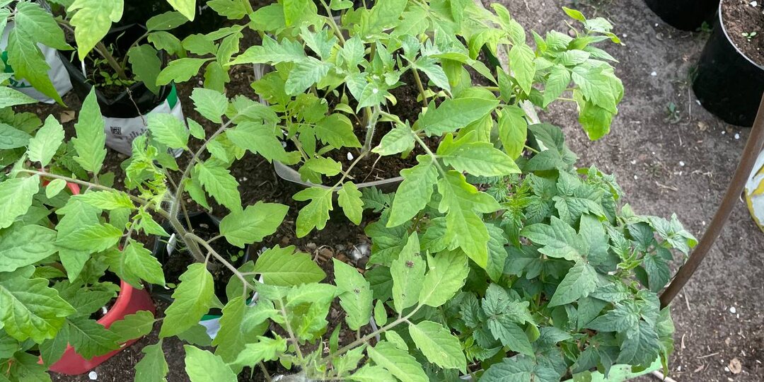 Вот точные даты: в каких числах сеять томаты-гномы, инденты в теплицу, в грунт, перцы и баклажаны