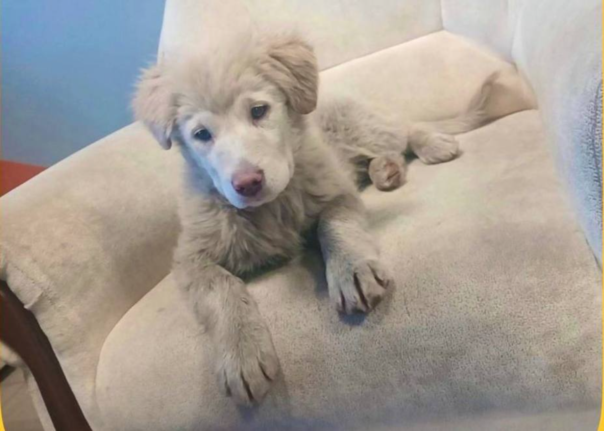    Сотрудники, обнаружив малыша, не смогли оставаться в стороне и забрали его в здание