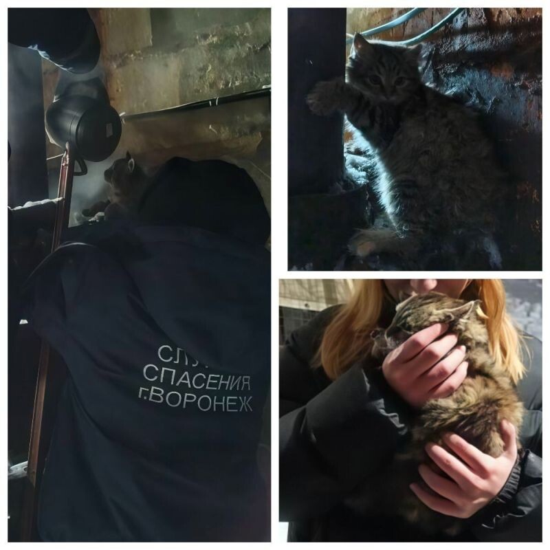    Фото: Служба спасения Воронежа