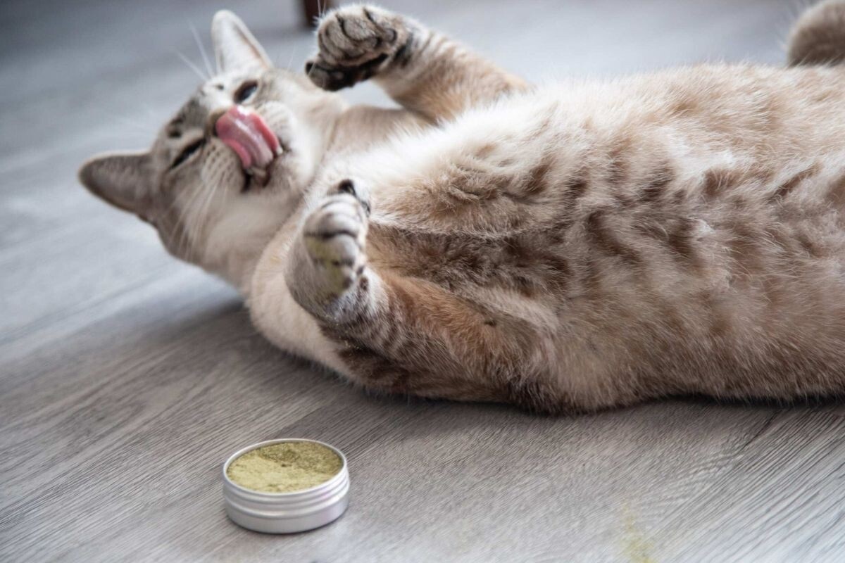 Фото с сайта: https://dzen.ru/a/ZprHybV932f8AZFM