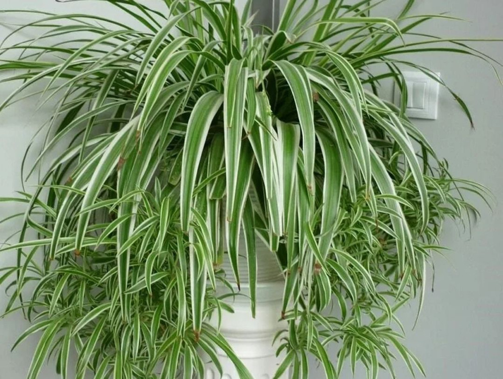 Фотография из интернета