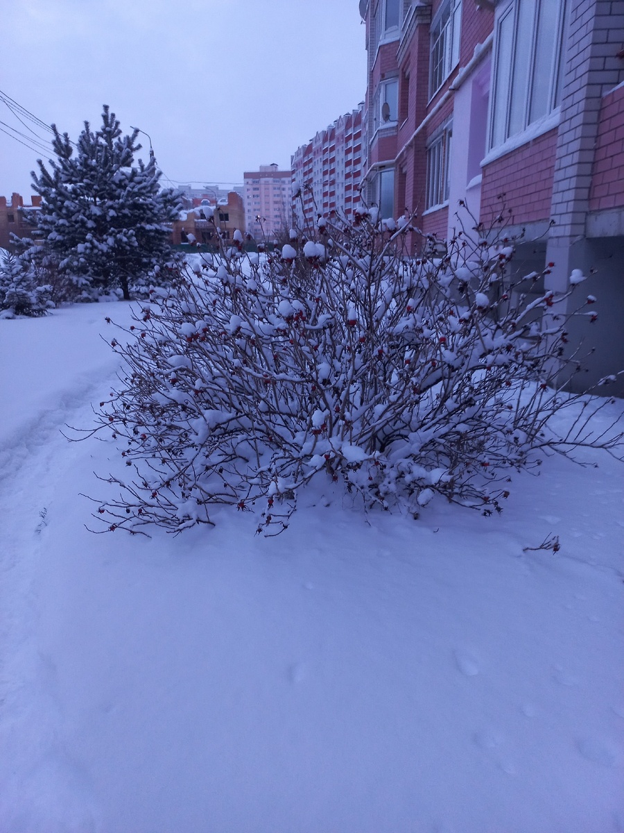 нас снова засыпало пушистым снегом)