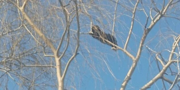 Спасли ещё одну кошку, примёрзшую к дереву