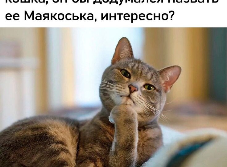 Кото - мемчики, порция позитива