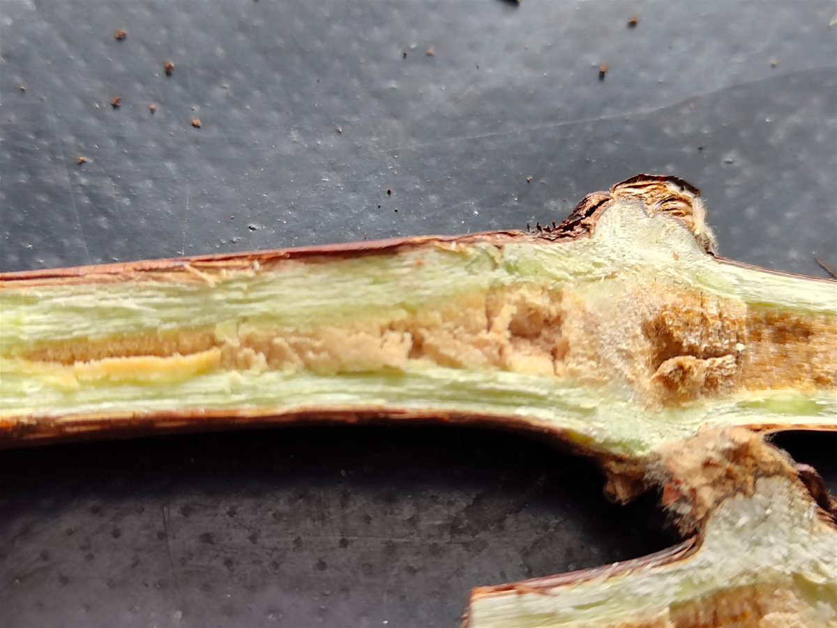 Пересушенный черенок винограда в состоянии "стекляруса" - вид внутри