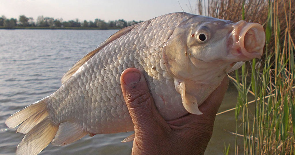 Серебряный карась: Унижает самцов других рыб, чтобы сломать водоём. Это происходит по всей России