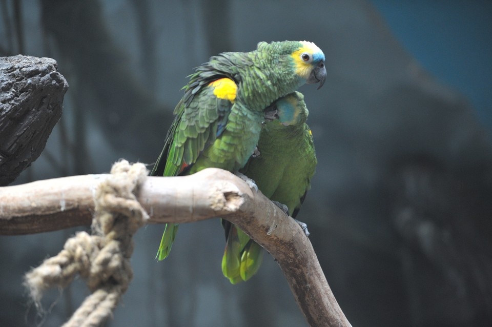    Россельхознадзор повторно наказал владельца выставки кошек и попугаев в Челябинске Михаил ФРОЛОВ