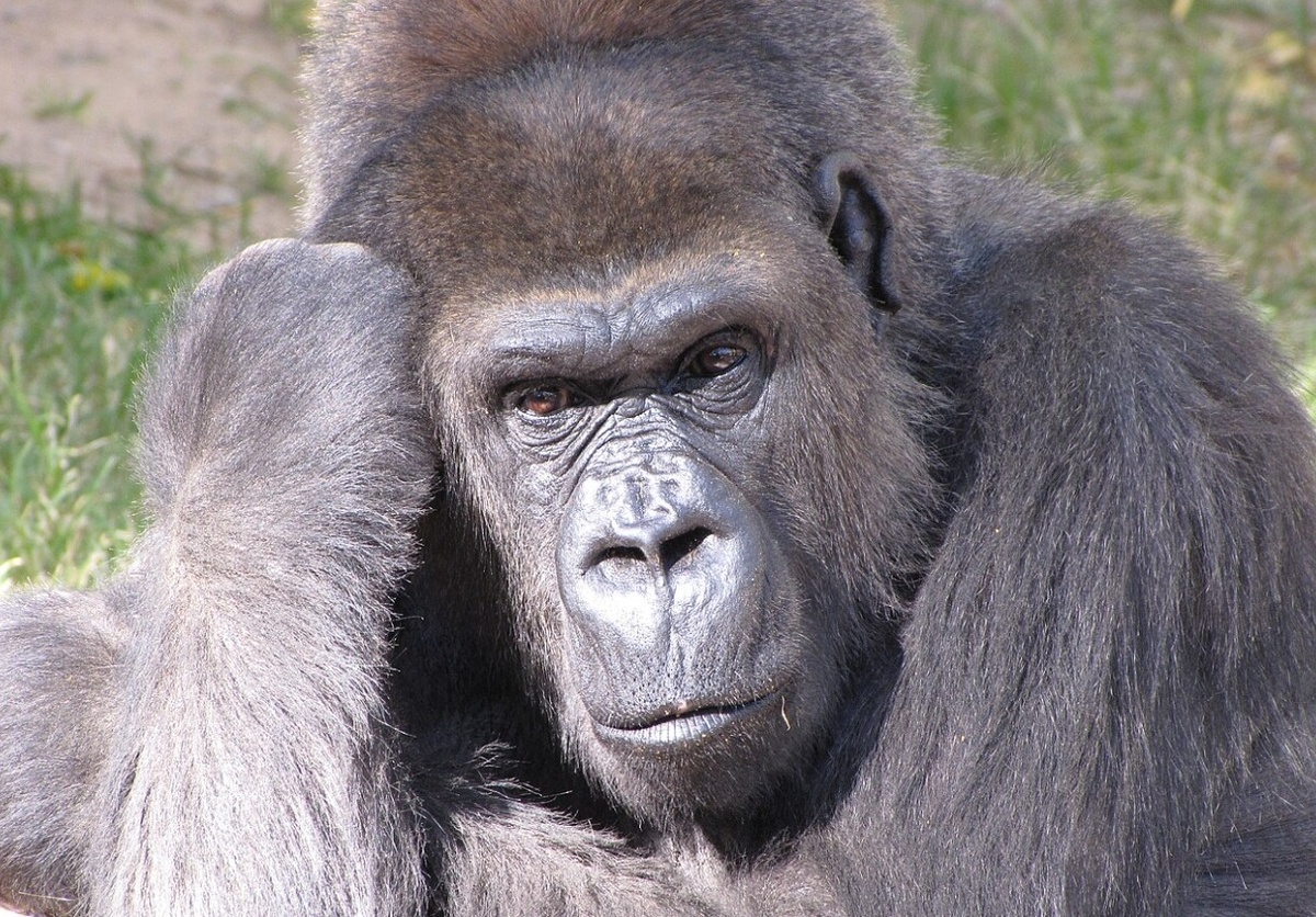    Название «оспа обезьян» вводит в заблуждение, потому что основными природными носителями вируса считаются грызуны, а не обезьяны. Источник изображения: wikimedia.org