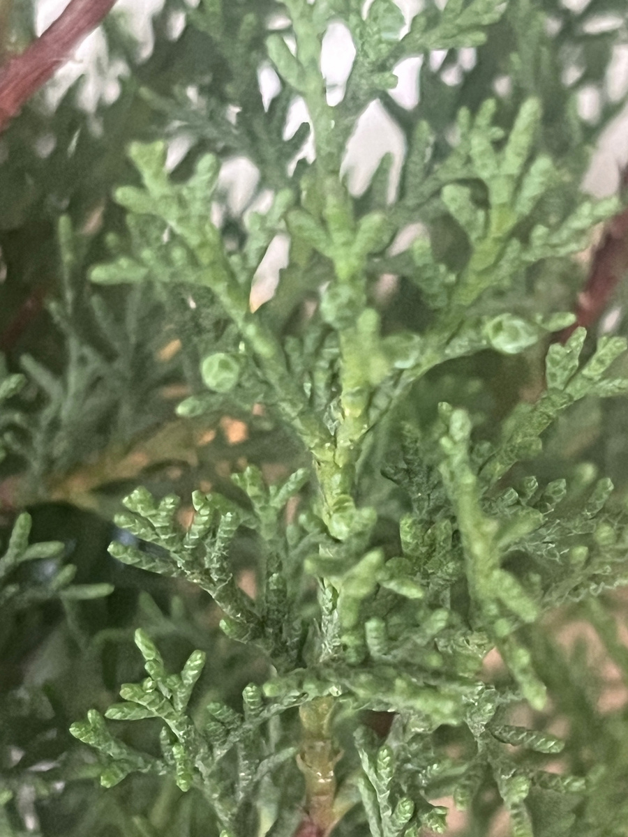 Кипарис из семян. 