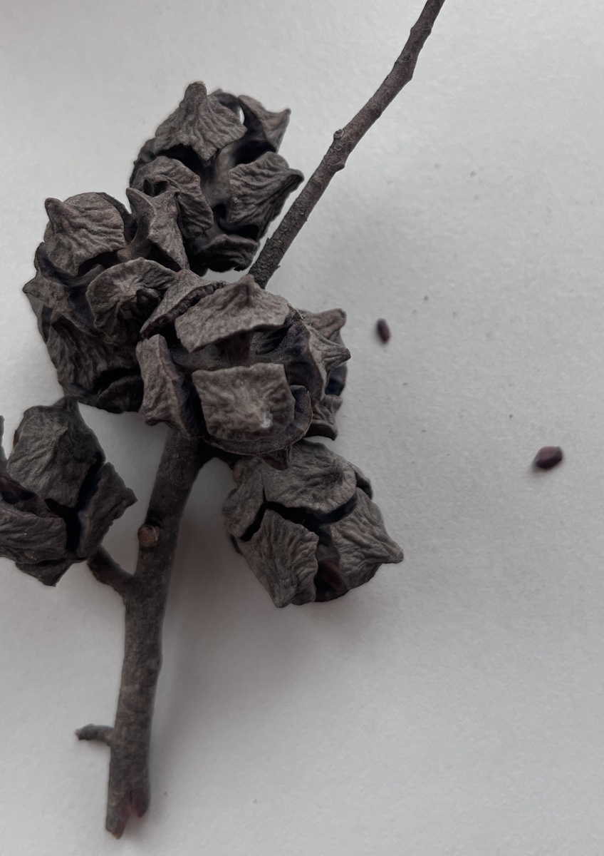 Шишки кипариса. Пока делала фото, еще нападали семена. 