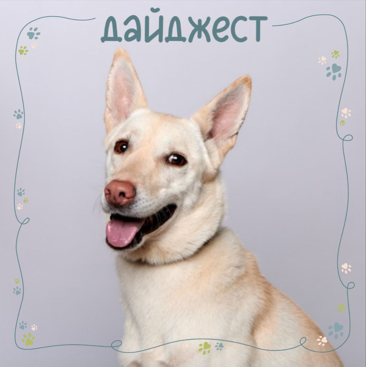 Сильвия не только талантливо «пишет» новости для нашего дайджеста, она также уже не первый год занимается с кинологами приюта и показывает себя одной из самых способных учениц.