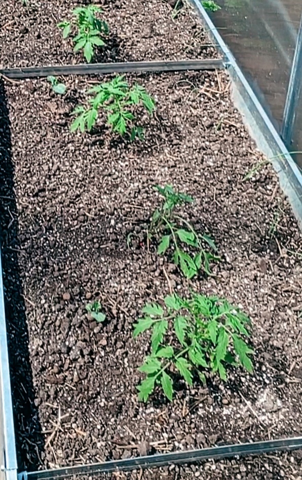 В прошлом сезоне пришлось сажать месячную рассаду