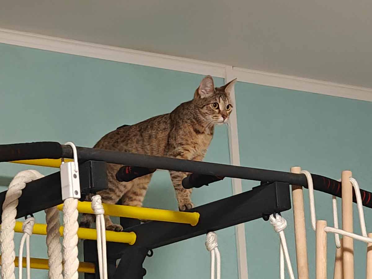 Люся продолжает  озорничать - грызёт и рвёт на лоскутки картонный домик Сенечки, любые картонные коробки, питьевые трубочки, терроризирует Муську. 