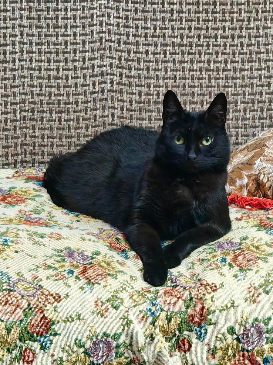 Мудрая королева Муся