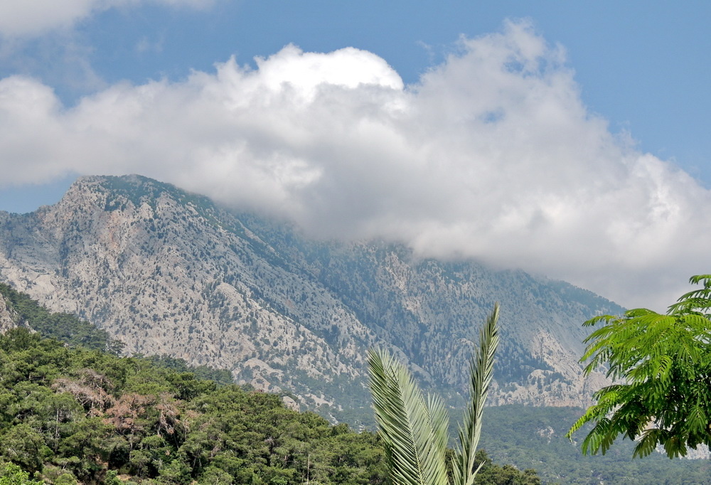 Таврские горы поросшие соснами