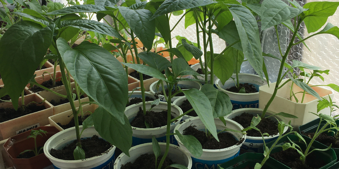 Вот и наступило время рассады.