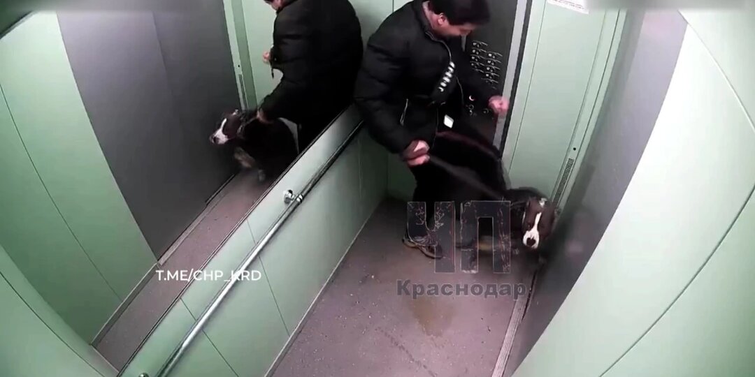 В Краснодаре волонтеры ищут собаку, избитую хозяином в лифте многоэтажки